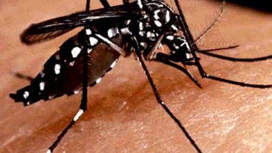 essay on dengue in simple english