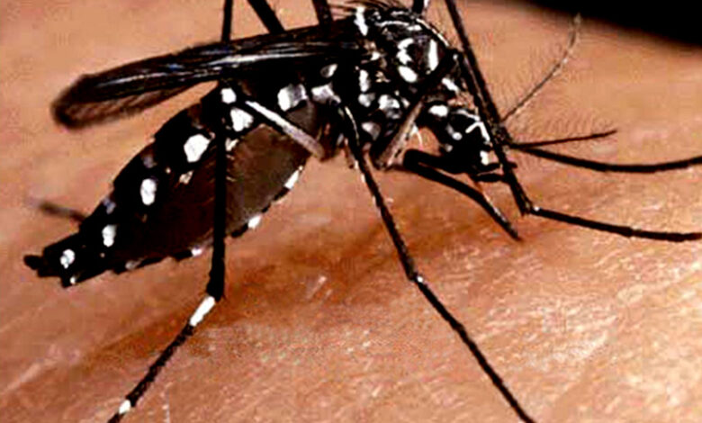 essay on dengue in simple english